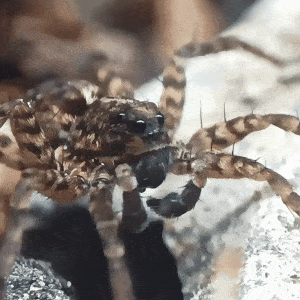 Spider Macrophotography